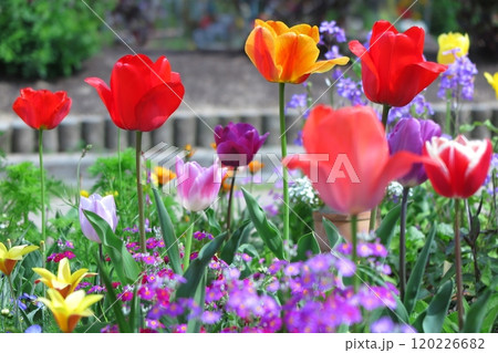春の花壇のチューリップ（横方向から接写） 120226682