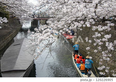 水の都おおがき舟下り 桜 120226905