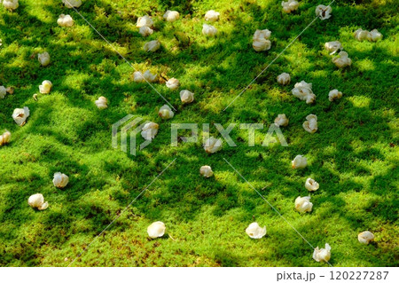 沙羅双樹の落花 120227287