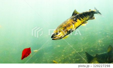 千歳川を遡上するサケ 120227298