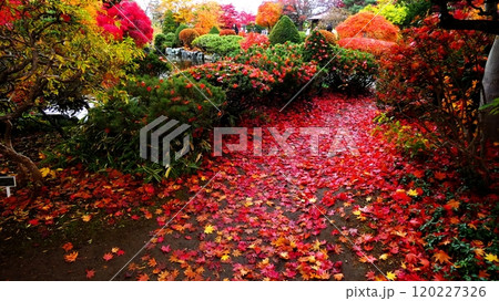 平岡樹芸センターのノムラモミジ 平岡樹芸センターのノムラモミジ 120227326