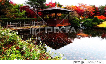 平岡樹芸センターのノムラモミジ 平岡樹芸センターのノムラモミジ 120227329