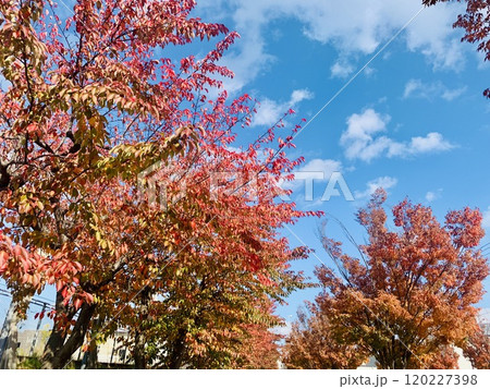 青空に映える紅葉 青空に映える紅葉 120227398