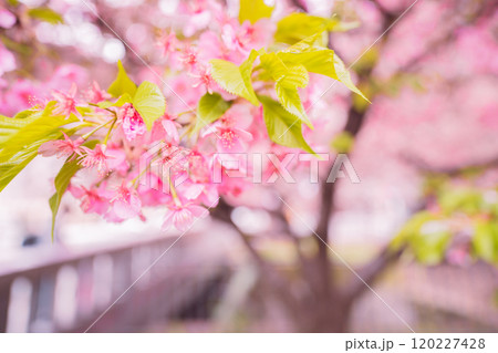 京都市上京区堀川下之町の一条戻橋に咲く春を告げる河津桜を撮影 120227428