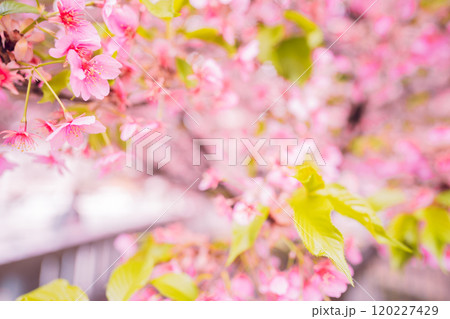 京都市上京区堀川下之町の一条戻橋に咲く春を告げる河津桜を撮影 120227429
