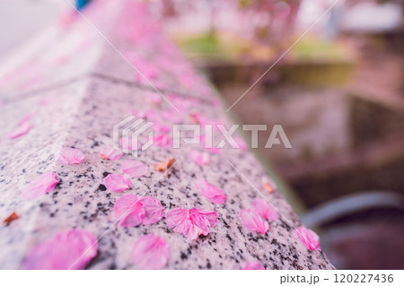 京都市上京区堀川下之町の一条戻橋に咲く春を告げる河津桜を撮影 120227436