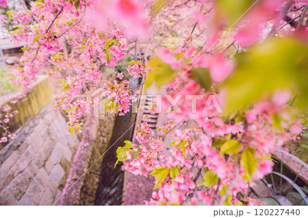 京都市上京区堀川下之町の一条戻橋に咲く春を告げる河津桜を撮影 京都市上京区堀川下之町の一条戻橋に咲く春を告げる河津桜を撮影 120227440