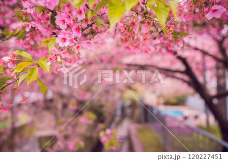 京都市上京区堀川下之町の一条戻橋に咲く春を告げる河津桜を撮影 120227451