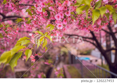 京都市上京区堀川下之町の一条戻橋に咲く春を告げる河津桜を撮影 120227453