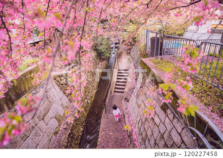 京都市上京区堀川下之町の一条戻橋に咲く春を告げる河津桜を撮影 120227458
