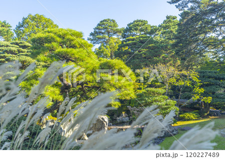 秋の京都御所 ススキ越しに見る御池庭と欅橋 秋の京都御所 ススキ越しに見る御池庭と欅橋 120227489