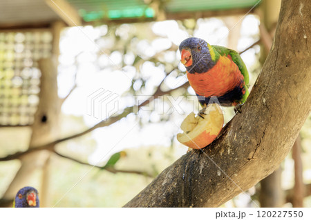 オーストラリアに棲息するレインボーロリキート 120227550