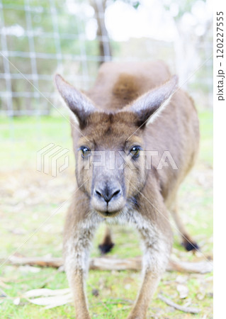 カンガルー 縦写真 カンガルー 縦写真 120227555