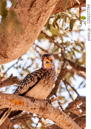 Southern Yellow billed horn bill 120227784