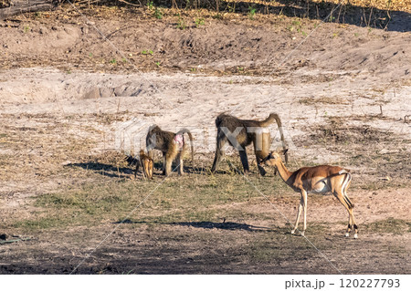 Baboon and Impala in Chobe 120227793