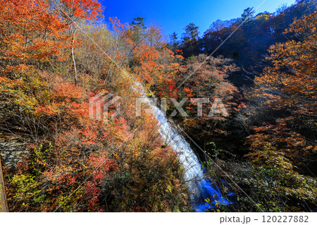 紅葉としゃくなげの滝 120227882