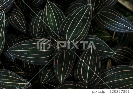 ジュエルオーキッド ホンコンシュスランの葉【宝石蘭】 ジュエルオーキッド ホンコンシュスランの葉【宝石蘭】 120227891