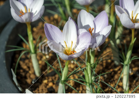 花サフランとも呼ばれるクロッカスの花【アヤメ科】 120227895