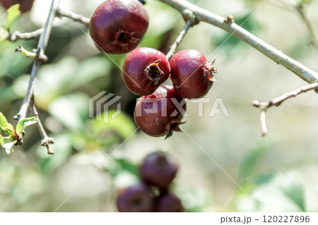 耐寒性落葉低木の健康果樹として知られるサンザシの偽果 120227896