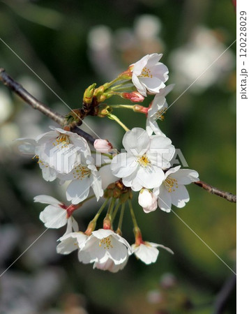 開花した木漏れ日の中の桜の花 120228029