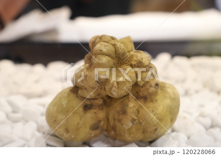 イタリアのアルバで収穫できた大きな白トリュフ イタリアのアルバで収穫できた大きな白トリュフ 120228066