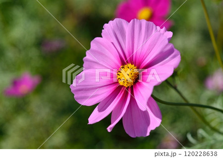 満開のコスモスの花 120228638