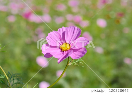 満開のコスモスの花 満開のコスモスの花 120228645