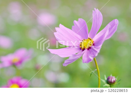 満開のコスモスの花 120228653