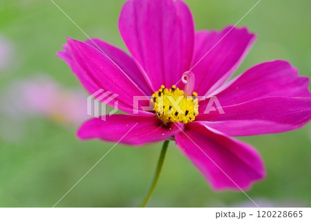 満開のコスモスの花 120228665