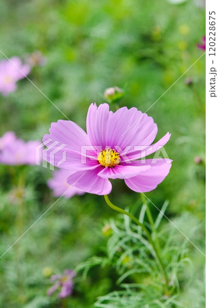 満開のコスモスの花 満開のコスモスの花 120228675
