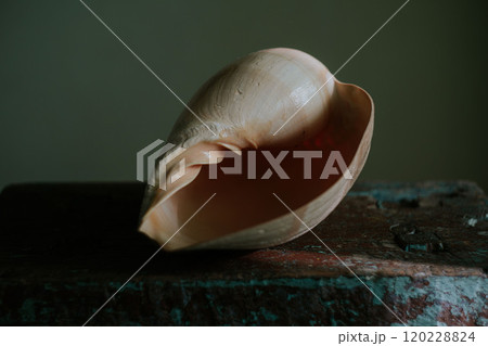 An image of a large empty ocean snail shell. Underwater animals. Seashells. Interior photo. Melo Diadem 120228824