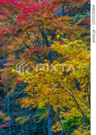 紅葉 飛騨美濃せせらぎ街道 岐阜県 郡上市 紅葉 飛騨美濃せせらぎ街道 岐阜県 郡上市 120228866