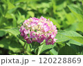 梅雨の晴れ間に咲くピンク色のアジサイの花 梅雨の晴れ間に咲くピンク色のアジサイの花 120228869
