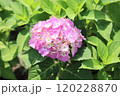 ピンク色のアジサイの手毬咲きの花房を撮影した写真 ピンク色のアジサイの手毬咲きの花房を撮影した写真 120228870