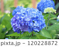 青い紫陽花 青い紫陽花 120228872