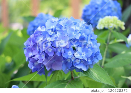 青い紫陽花 120228872