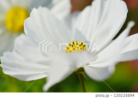 満開のコスモスの花 満開のコスモスの花 120228894