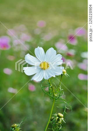 満開のコスモスの花 120228904