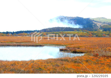 草紅葉の朝霧かかる朝霧の八ツ島湿原 草紅葉の朝霧かかる朝霧の八ツ島湿原 120229105