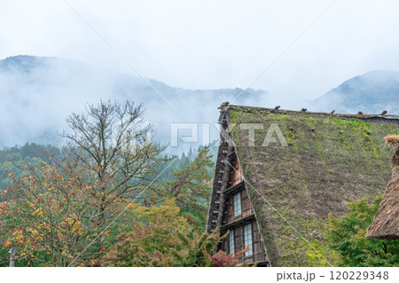 白川郷　紅葉　世界遺産　 岐阜県　2024 120229348