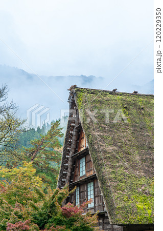白川郷　紅葉　世界遺産　 岐阜県　2024 120229350