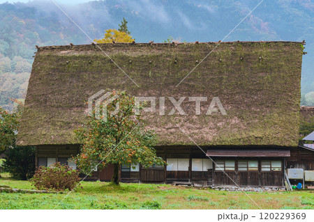 白川郷 紅葉 世界遺産 岐阜県 2024 白川郷 紅葉 世界遺産 岐阜県 2024 120229369