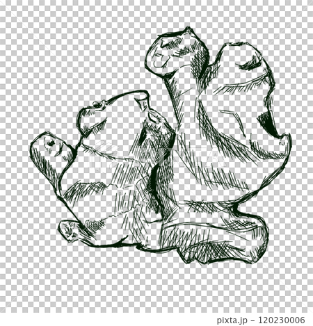 Ginger Root Large Top View Graphic Black and White Illustration Sketch for Printing and Web Design 120230006