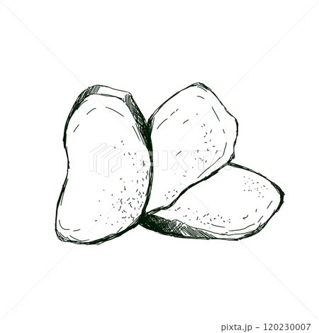 Ginger Root Slices Fresh Seasoning Top View Graphic Black and White Illustration Sketch Doodle for Printing and Web Design Ginger Root Slices Fresh Seasoning Top View Graphic Black and White Illustration Sketch Doodle for Printing and Web Design 120230007