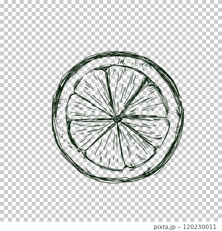 Lemon Top View in Section Graphic Black and White Illustration Sketch for Printing and Web Design Lemon Top View in Section Graphic Black and White Illustration Sketch for Printing and Web Design 120230011