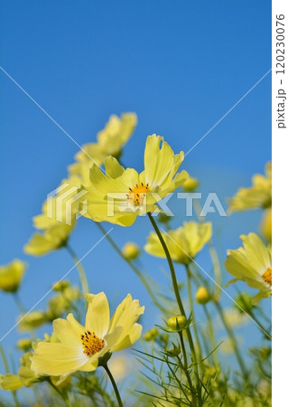 満開のコスモスの花（イエローキャンパス） 120230076