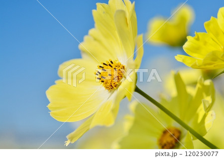 満開のコスモスの花（イエローキャンパス） 120230077