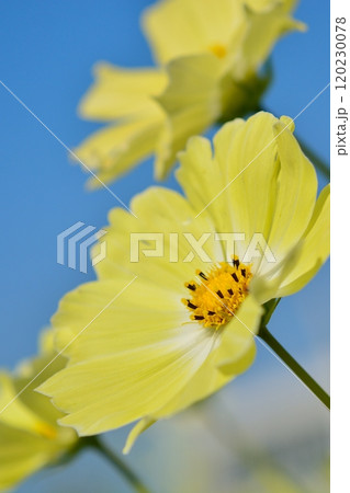 満開のコスモスの花（イエローキャンパス） 120230078