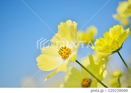 満開のコスモスの花(イエローキャンパス) 満開のコスモスの花(イエローキャンパス) 120230080