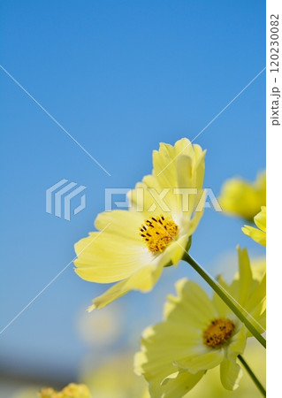 満開のコスモスの花(イエローキャンパス) 満開のコスモスの花(イエローキャンパス) 120230082